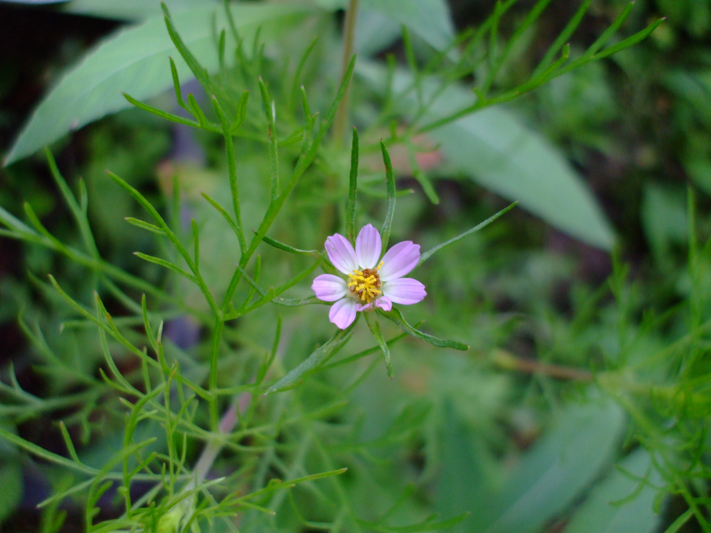 Cosmos parviflorus
